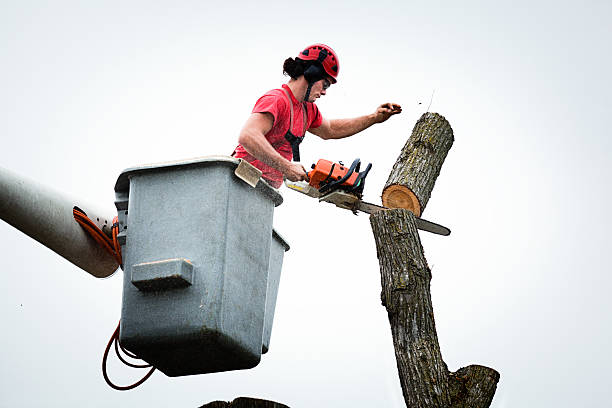 Best Hedge Trimming  in Glasgow, DE