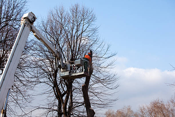 How Our Tree Care Process Works  in  Glasgow, DE